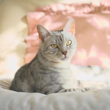 LesserCat